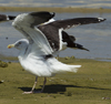 1cy fuscus in August, ringed in Finland. (81365 bytes)